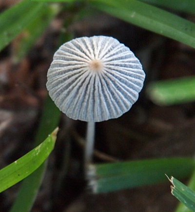 [A top-down view of the pleated cap of a white mushroom with a long relatively-thin white stem. There are many pleats in the cap and it appears dirt is stuck in them.]